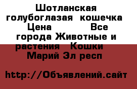 Шотланская голубоглазая  кошечка › Цена ­ 5 000 - Все города Животные и растения » Кошки   . Марий Эл респ.